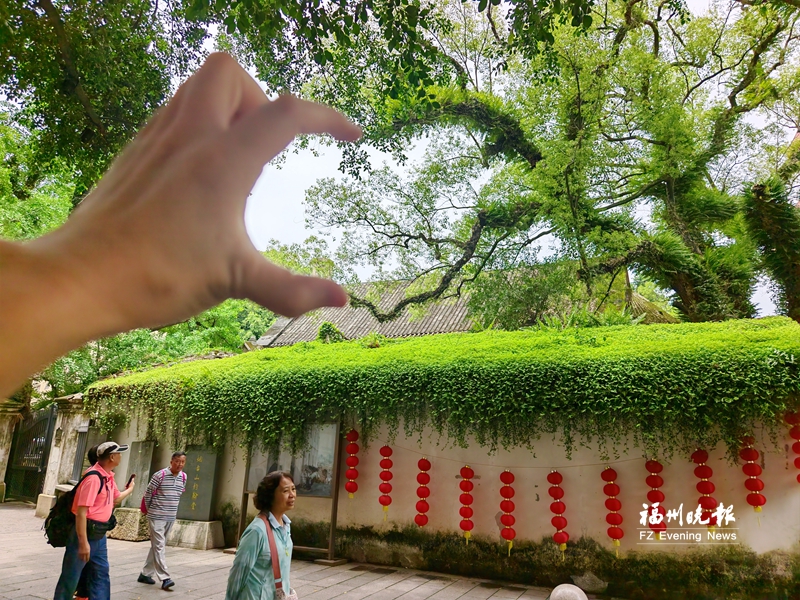 烟台山“比心”香樟树走红 烟台山“比心”香樟树走红